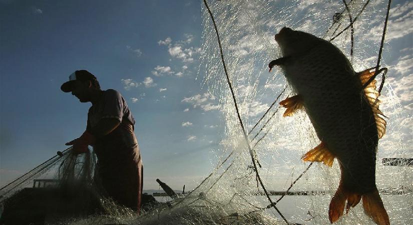 Türkiye’nin denizleri alarm veriyor! Balık türleri azalıyor