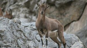 750 bin lira ceza kesildi! Kaçak avcılar tek tek tespit edildi