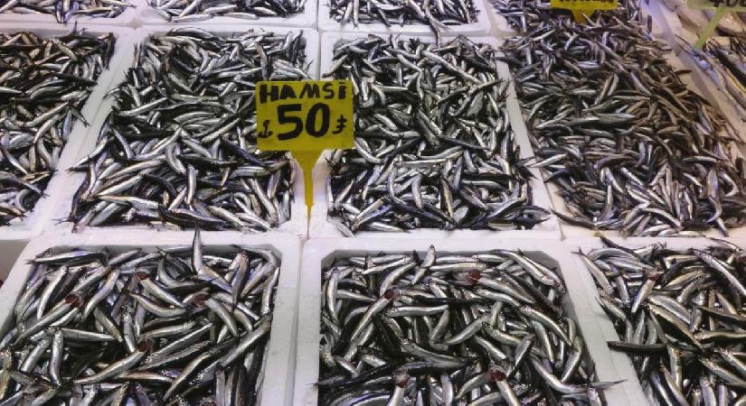 Hamsi Türk karasularını erken terk etti