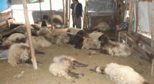 Sokak köpeklerinin saldırdığı 28 koyun öldü