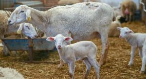 Üreticiye müjdeli haber: Çiftçinin yüzünü güldürecek destek programı açıklandı