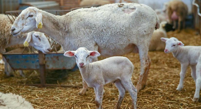 Üreticiye müjdeli haber: Çiftçinin yüzünü güldürecek destek programı açıklandı