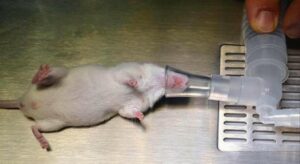 Pankreas kanserinde umut ışığı: Farelerdeki tümörler tamamen temizlendi