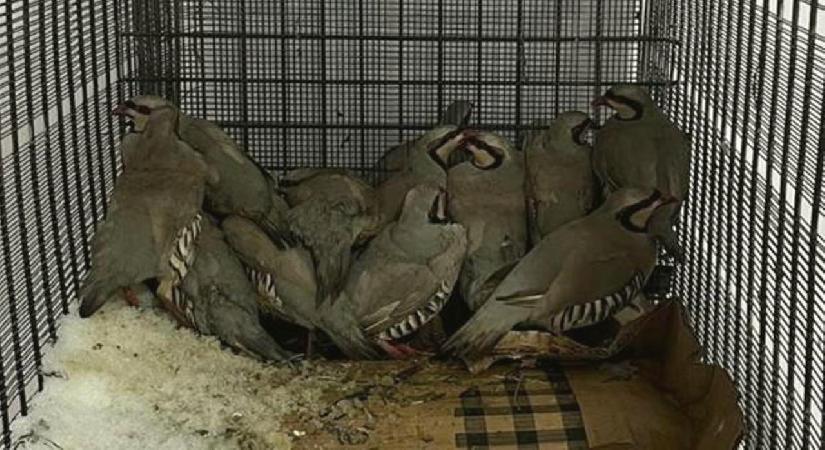 Keklik avlamaya giderken avlandılar: 75 bin TL ceza