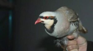 Şırnak’ta yasa dışı yollarla yurda sokulan 38 keklik doğaya salındı