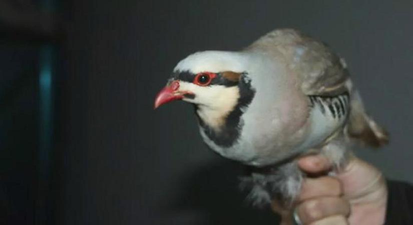 Şırnak’ta yasa dışı yollarla yurda sokulan 38 keklik doğaya salındı