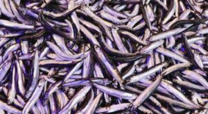 Trabzon’da ramazanda balığa olan ilgi devam ediyor