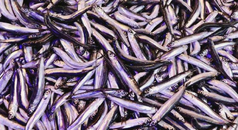 Trabzon’da ramazanda balığa olan ilgi devam ediyor