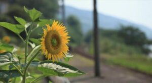 Yerli ayçiçeği tohumunda devlet desteği dışa bağımlılığı büyük ölçüde sonlandırdı