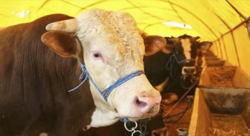 Kurbanlık pazarlıkları başladı: Fiyatlardaki yükseliş dikkat çekti