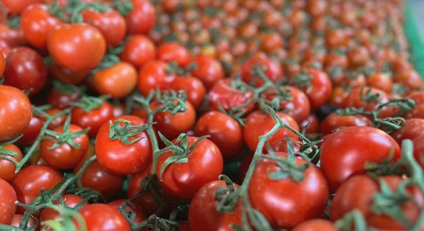 Elazığ’da domates üretiminde yeni sezon başladı