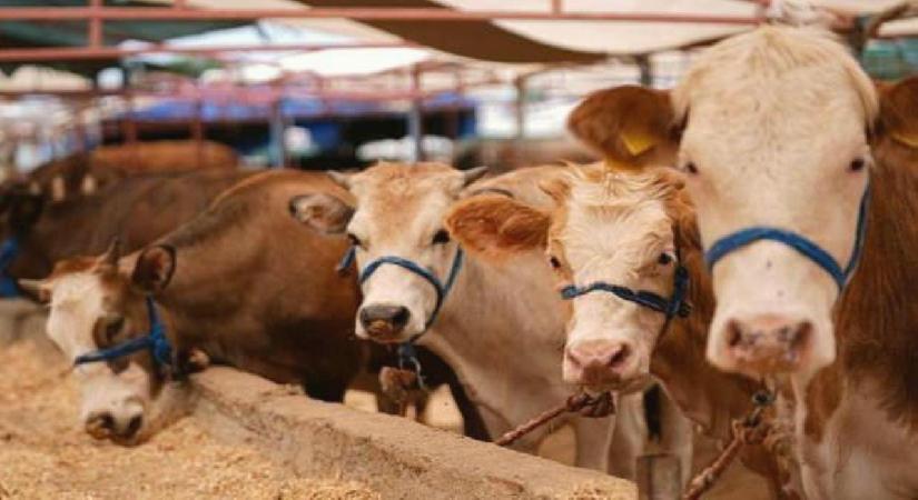 Kurban pazarında hareketlilik başladı