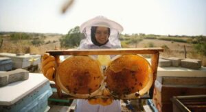 Türk balı 31 ülkenin sofrasında