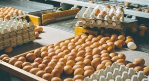 Yumurta fiyatlarında sert düşüş! Fiyatlar dibe çakıldı