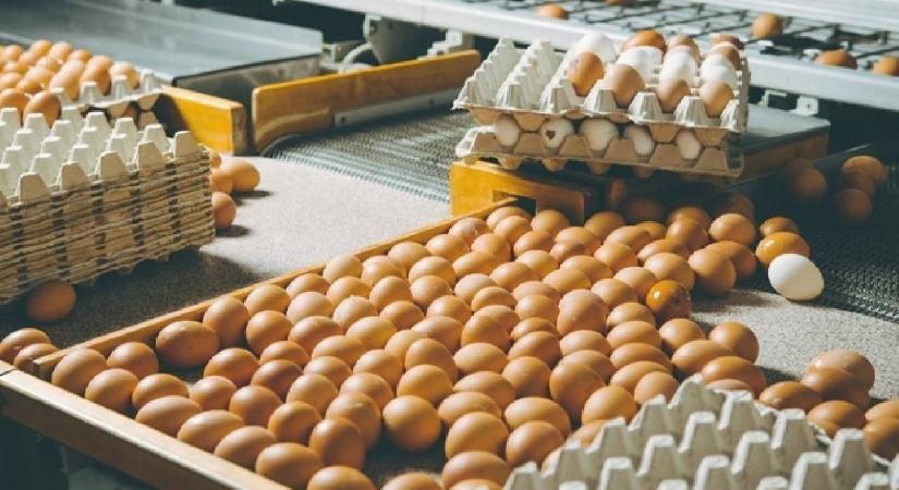 Yumurta fiyatlarında sert düşüş! Fiyatlar dibe çakıldı