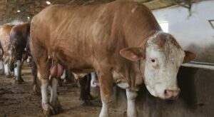 Elazığ’da 1 ton 200 kiloluk isimsiz tosun, alıcısını bekliyor