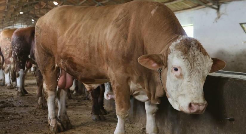 Elazığ’da 1 ton 200 kiloluk isimsiz tosun, alıcısını bekliyor