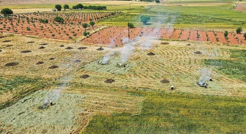 Gaziantep’te coğrafi işaretli “firik” üretimi başladı