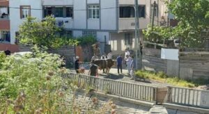 İstanbul’da ekipler işbaşında! Sokakta kurban kesimine ceza yağıyor
