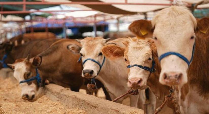 Kurbanlık nasıl seçilir? Et nasıl korunur? İşte merak edilenler…