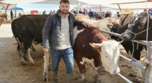 Otomobil fiyatına inek! 830 kiloluk hayvan alıcısını buldu