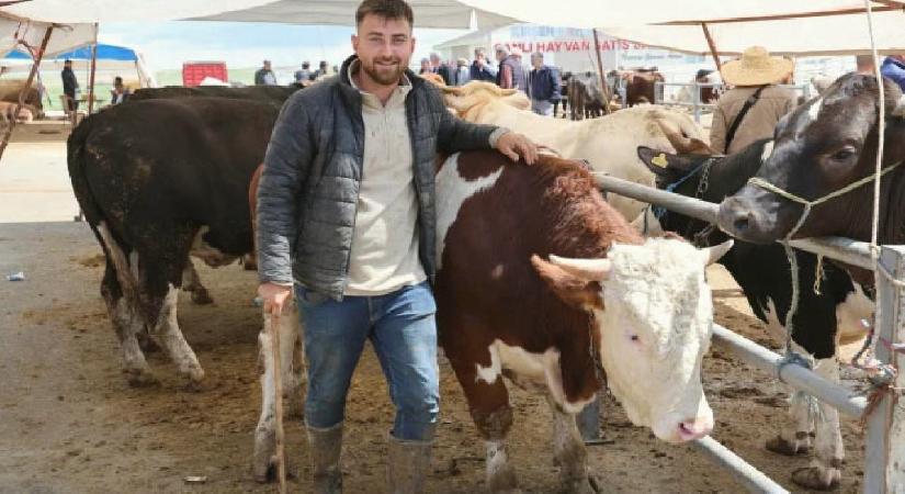 Otomobil fiyatına inek! 830 kiloluk hayvan alıcısını buldu