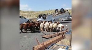 Şanlıurfa’da kurbanlık yüklü kamyonet devrildi: 1 ölü, 1 yaralı