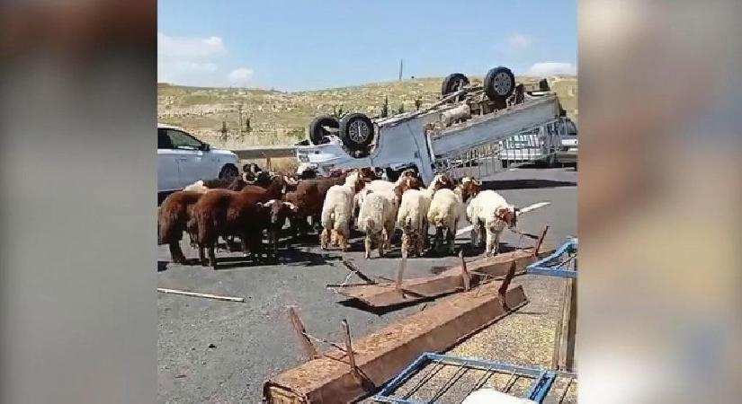 Şanlıurfa’da kurbanlık yüklü kamyonet devrildi: 1 ölü, 1 yaralı