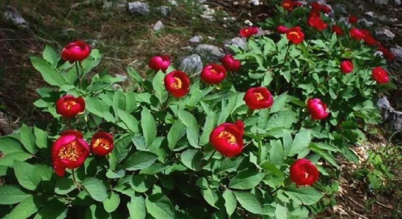 Toptancılar tanesini 150 liradan alıyor! Tüm Türkiye’ye satılıyor