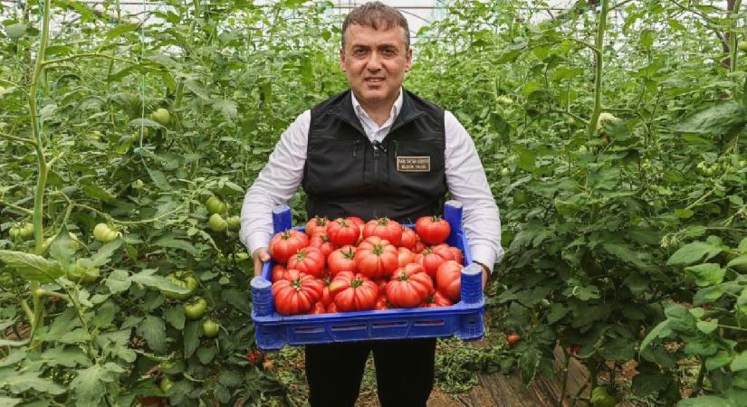 Bilecik’te örtü altı domates hasadı başladı