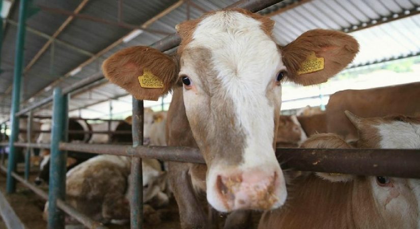 Hayvancılıkta yeni dönem! Kulak küpelerine turkuaz seçeneği geldi…