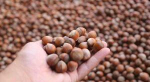 Karadeniz fındığı yılın ilk beş ayında ekonomiye dev döviz girdisi sağladı