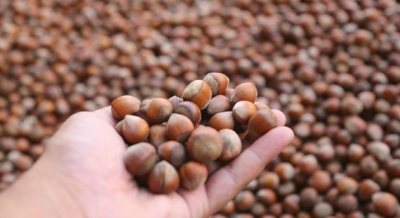 Karadeniz fındığı yılın ilk beş ayında ekonomiye dev döviz girdisi sağladı