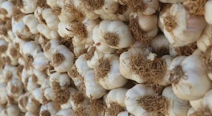 Beyaz altında hasat başladı! Tanesi 120 liradan satılıyor