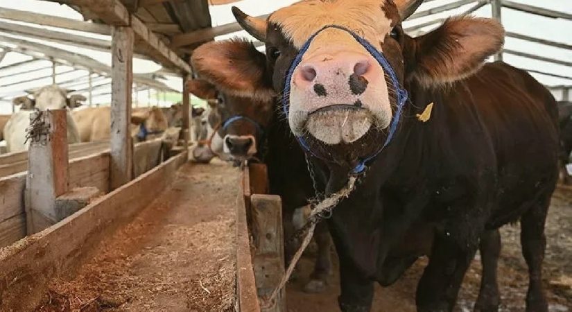 Herkesin gönlü rahat olacak! Kesimhanelerde kamera artık zorunlu