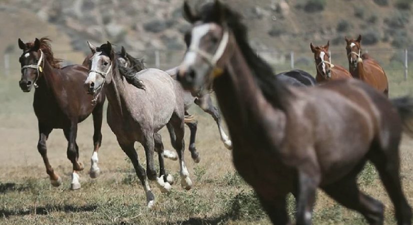 TİGEM 34 safkan Arap koşu tayı satacak