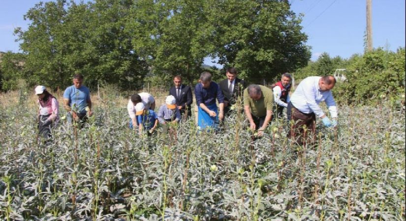 Amasya’nın tescilli sarı altını: Kilosu tam 1400 lira!