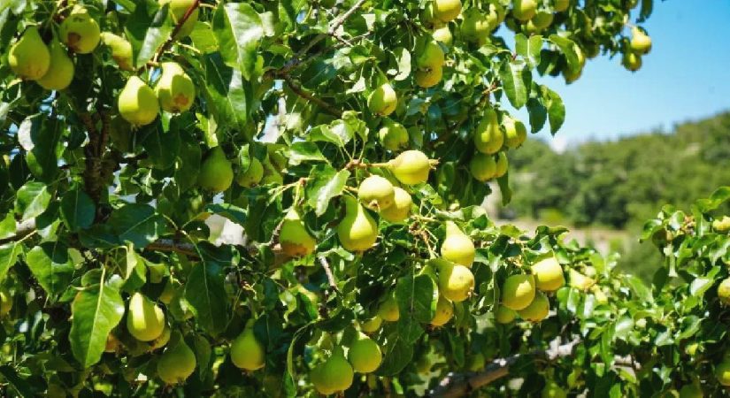 Hasat başladı, kilosu 120 lira! Dalından direkt sofraya gidecek