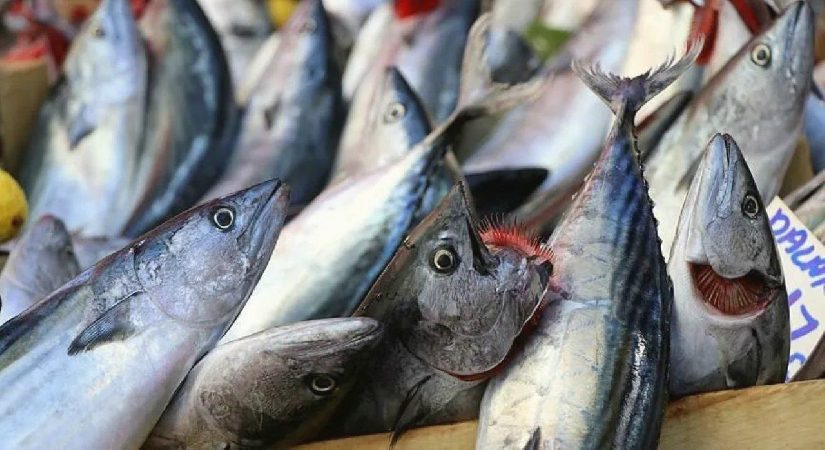Palamutta bolluk var: Esnaf satıştan, vatandaş fiyattan memnun