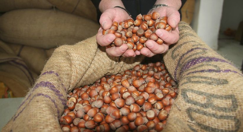 TMO fındık alımına başlıyor: İşte kalite kalite 2026 fiyatları
