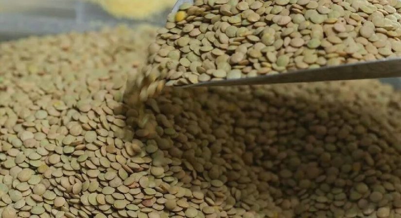 TMO yeşil mercimek alımına dair esasları açıkladı