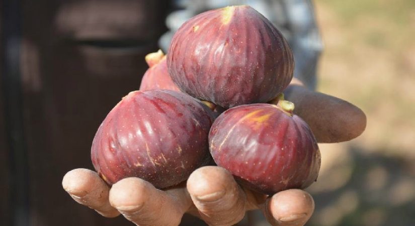 Demirci incirinde hasat mesaisi başladı