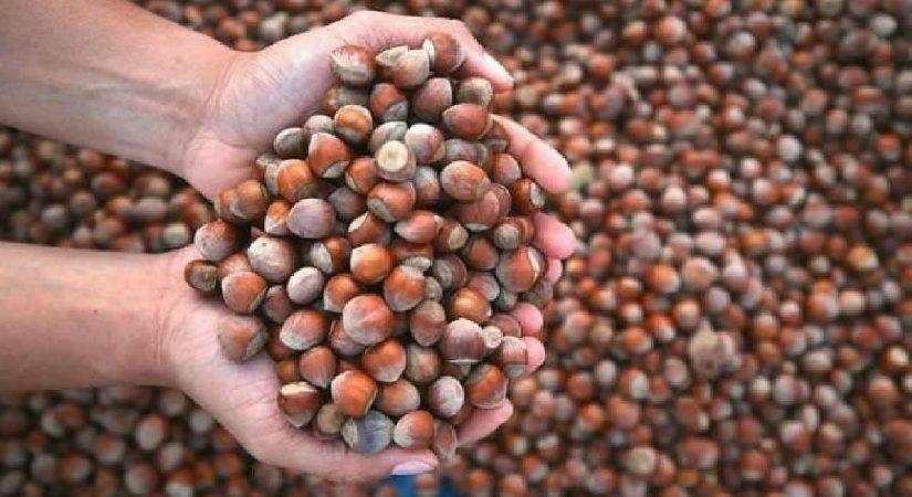 Fındık ihracatı kasayı doldurdu!