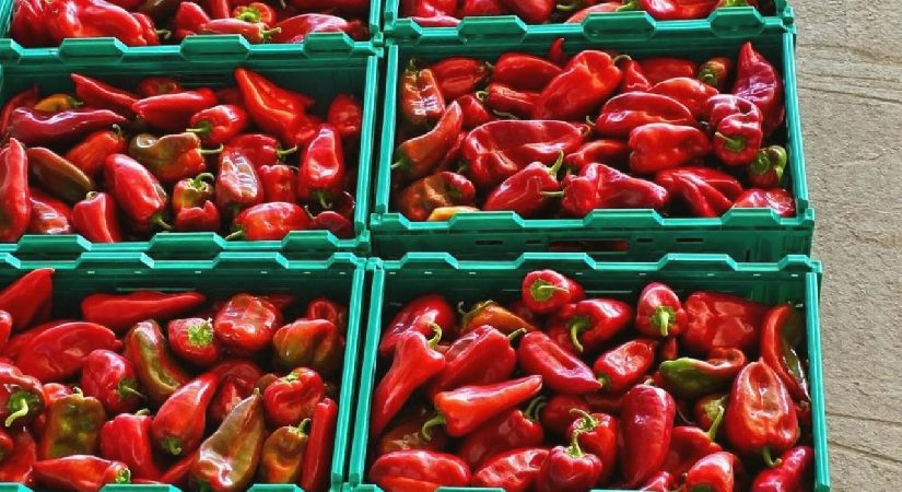 Kapya biber de bolluk fiyatları düşürdü
