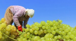 TARİŞ kuru üzüm avans fiyatını 80 TL olarak belirledi