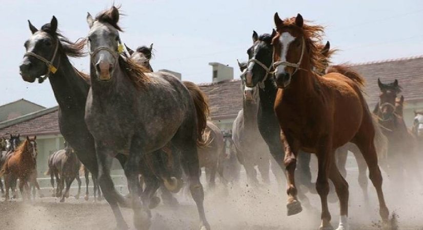 TİGEM 17 safkan Arap koşu tayı satacak