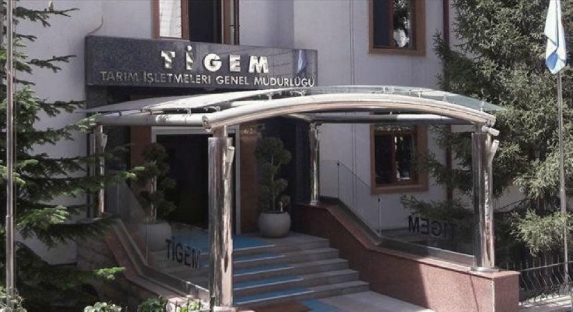 TİGEM 20 bin kilogram karkas sığır eti satacak