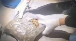 Siirt’te 5 kilo 700 gram skunk ele geçirildi; 6 gözaltı