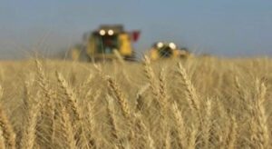 TİGEM 2 bin 906 ton mahsul buğday satacak